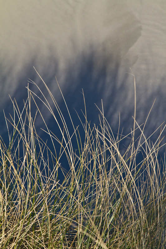 Beach Grass